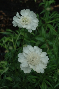 Scabiosa caucasica Fama White